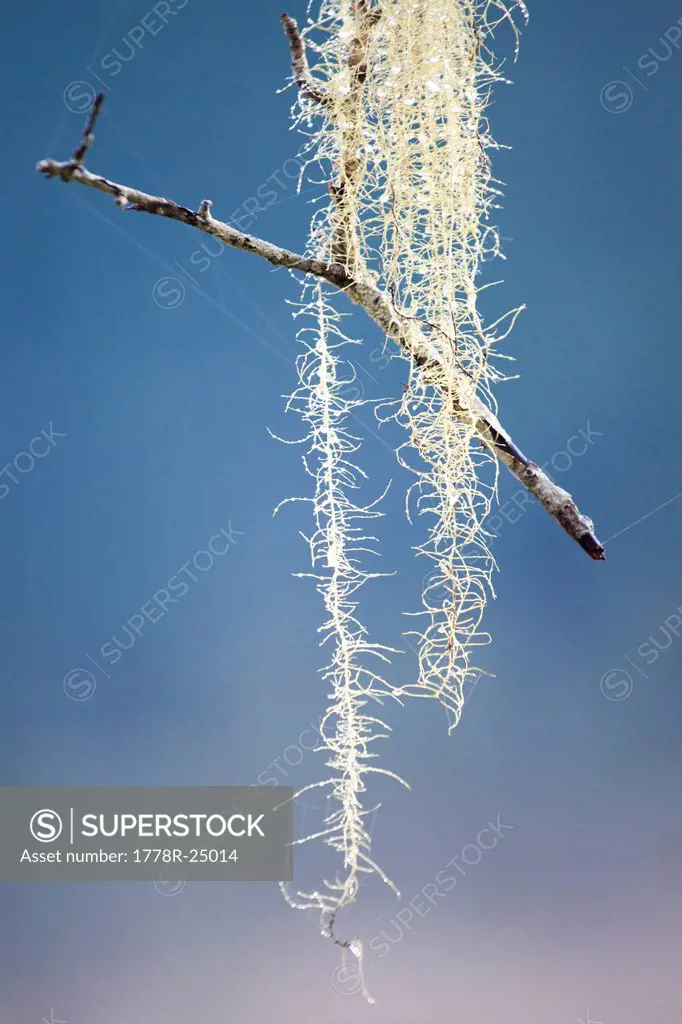 A small twig hangs suspended in the air, caught in a strand of lichen in Olympic National Park, Washington.