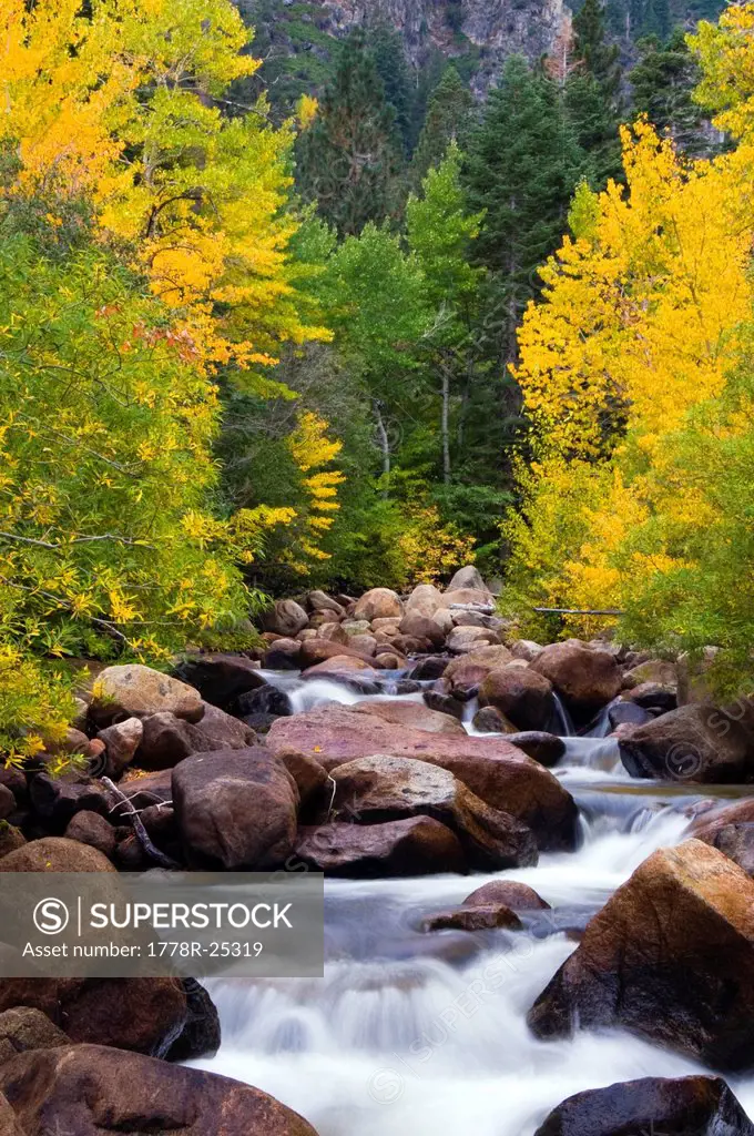 The west fork of the Carson River is alive with fall color outside of Markleeville, CA.
