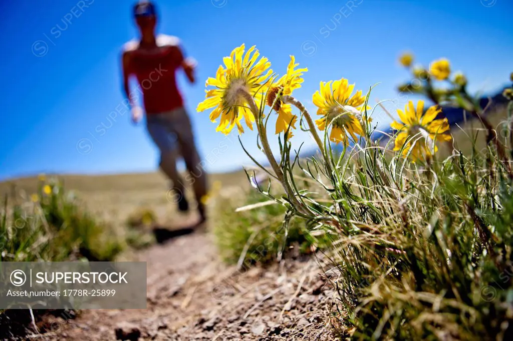 a woman runs past yellow alpine wildflowers daisy like that follow the sun. She is running on the Continental Divide Trail CCT, trail number 813 north...