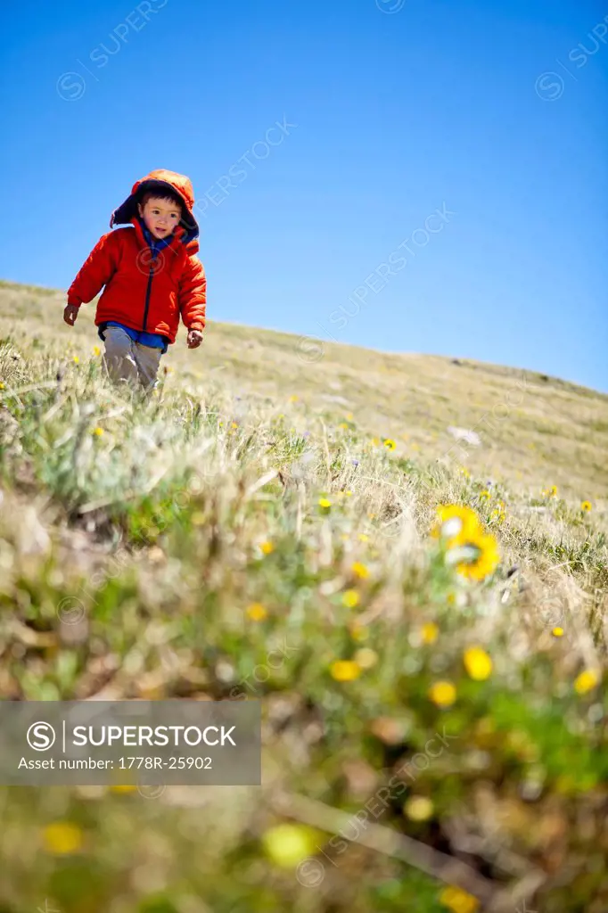 a 2 year old hikes past yellow alpine wildflowers daisy like that follow the sun. He is running on the Continental Divide Trail CCT, trail number 813 ...