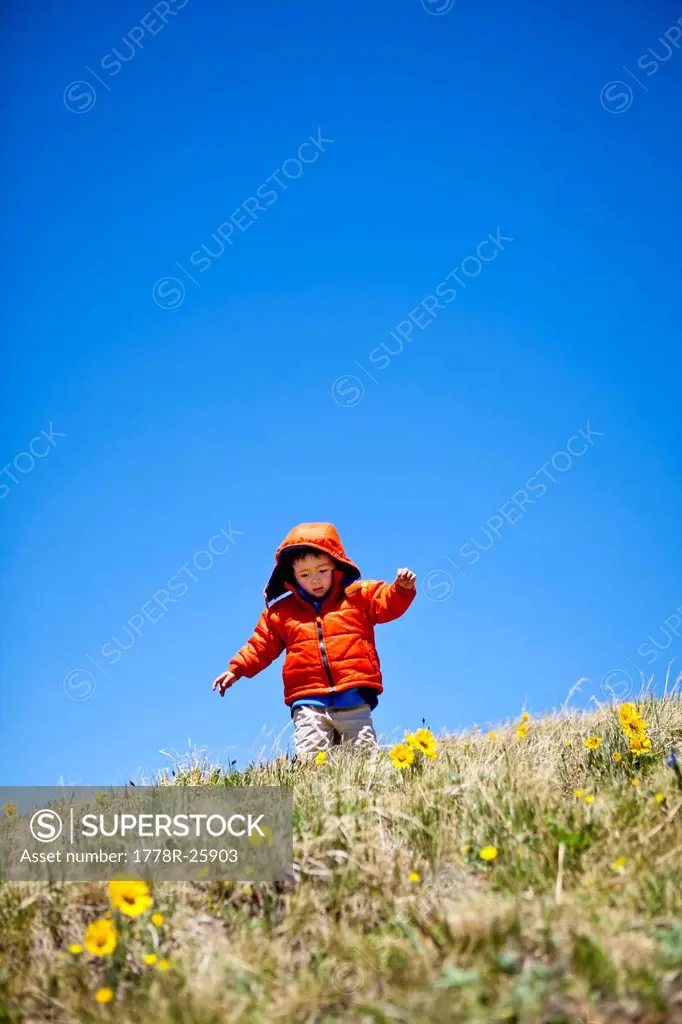 a 2 year old hikes and frolics through an alpine meadow that is littered with yellow alpine wildflowers daisy like that follow the sun. He is near the...