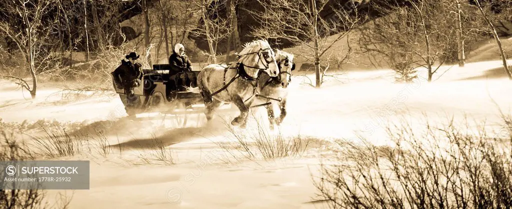 A sleigh is pulled by two black horses