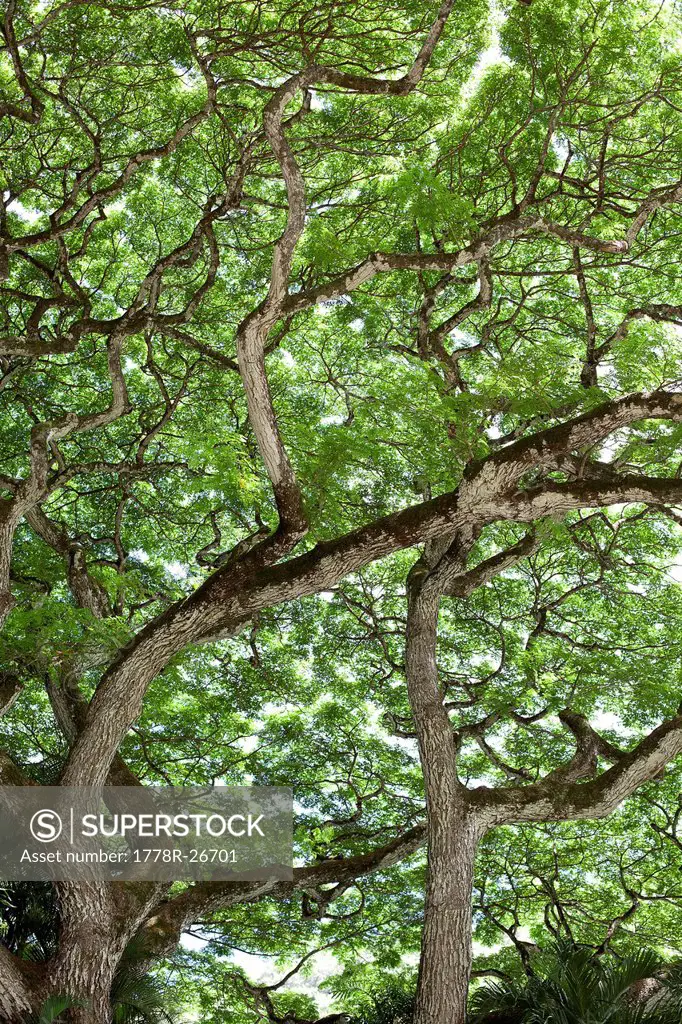 An image of the underside of a large tree canopy in Waimea, Hawaii.