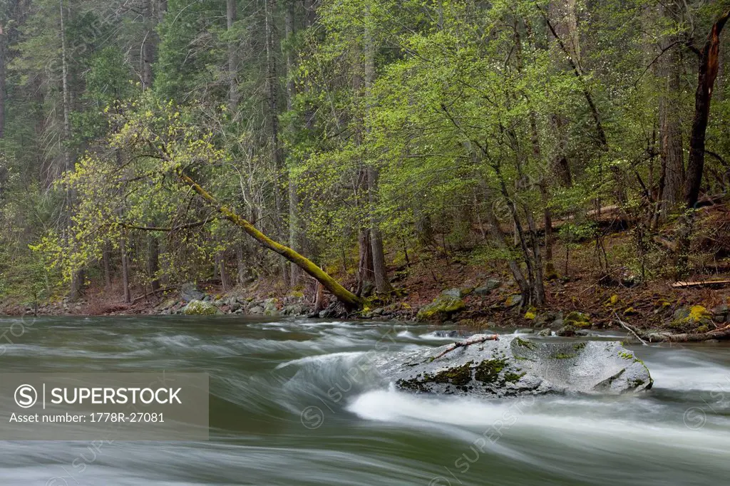 Scenic image of the Merced River flowing through Yosemite National Park, CA.