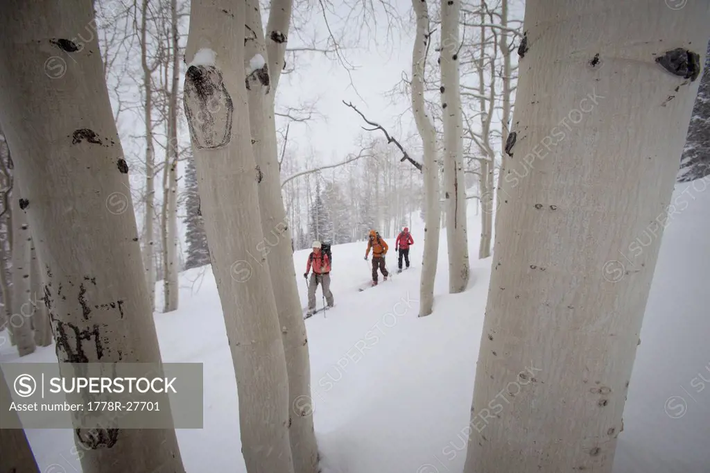 Three backcountry skiers hiking through Aspen trees during a snowstorm.