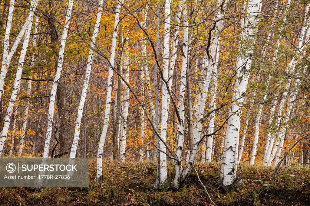 White Birch trees and Sugar Maple trees in the Fall in Westminster, Vermont.