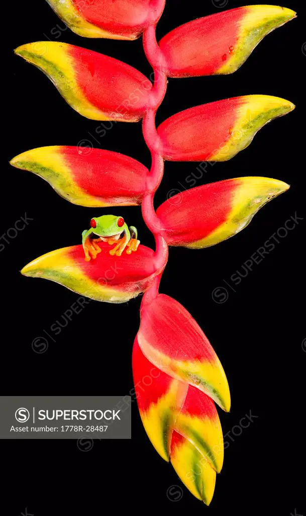 Tropical Red-eyed Tree Frog (Agalychnis callidryas) on Heliconia plant