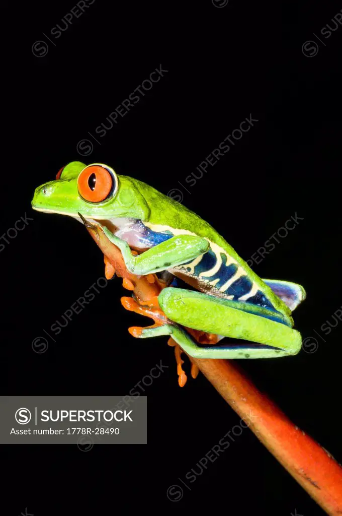 Tropical Red-eyed Tree Frog (Agalychnis callidryas) on Heliconia plant
