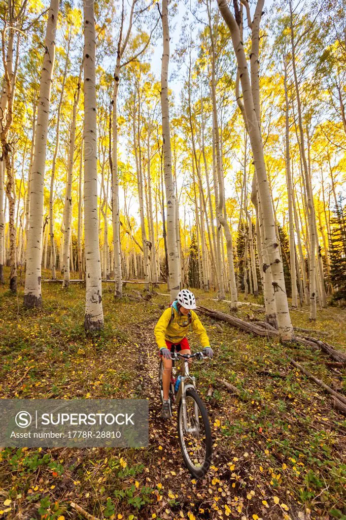 A woman riding a mountain bike through a yellow Aspen tree forest in the fall season.