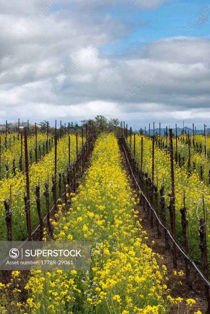 Mustard flowers engulf a vineyard in the Alexander Valley appellation of the Sonoma Wine Country in the Spring near Healdsburg, CA.