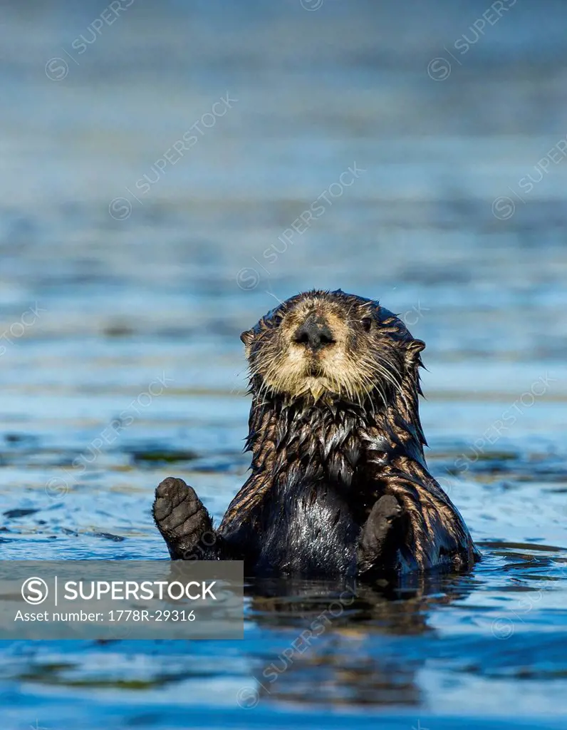 Sea otter (Enhydra lutris)