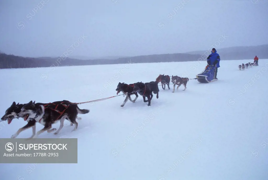 Dog sledding across frozen lake.