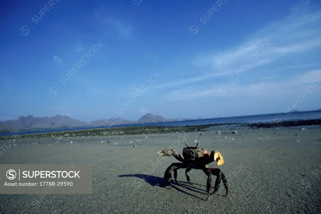 A crab moving on the beach, Southeast Asia.