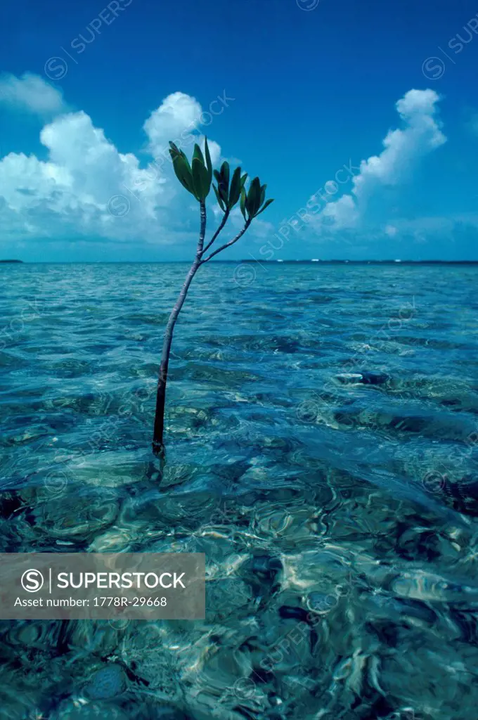 Small mangrove trees in the waters of the Florida Keys, Florida, USA.