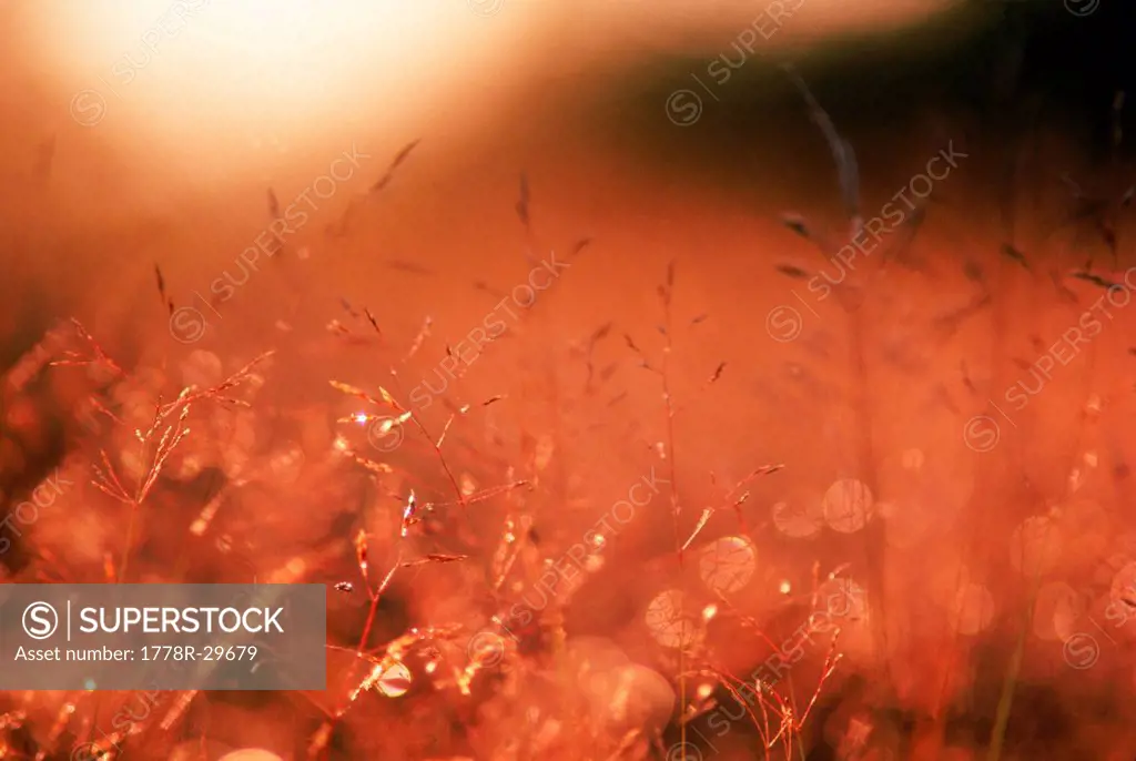 The glow of light through delicate stems of grass, England, Europe.