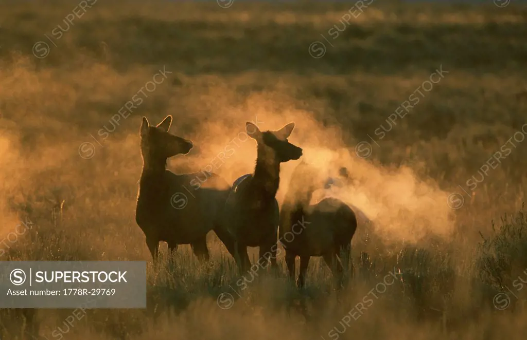 Elk in sunlight, Grand Teton National Park, WY USA.