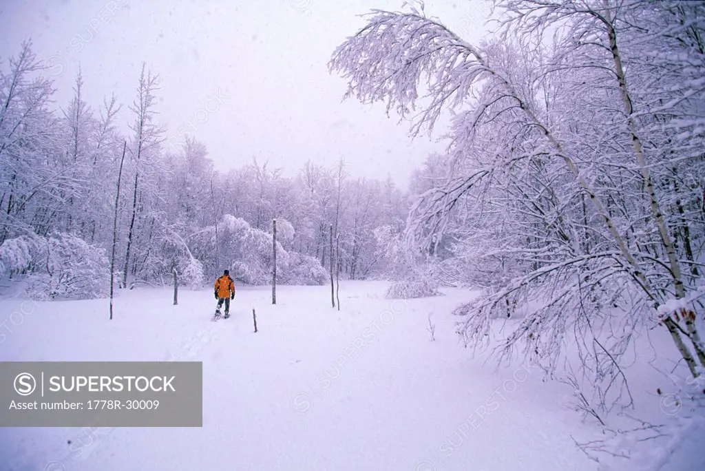A man walks through the woodlands after a winter snow storm.