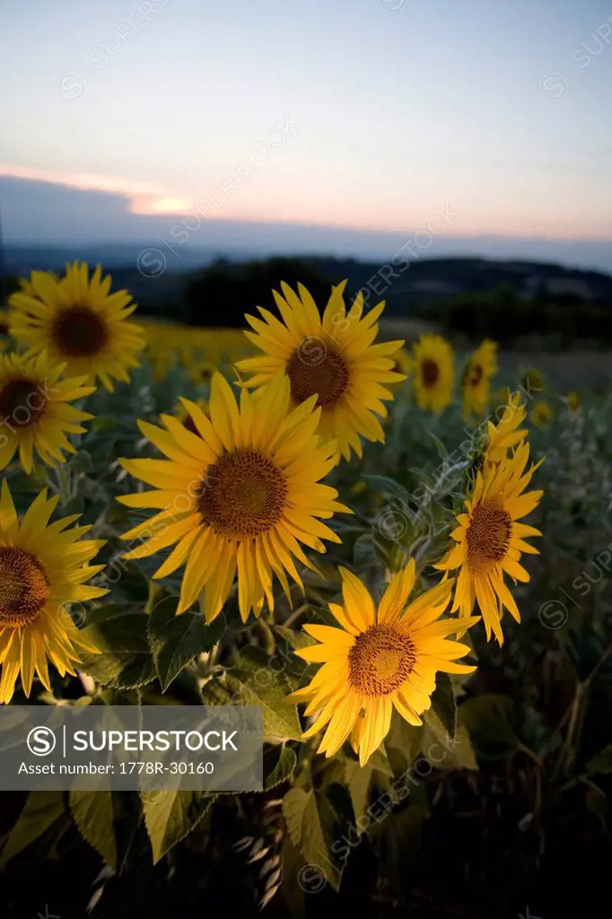Sunflowers at twilight.