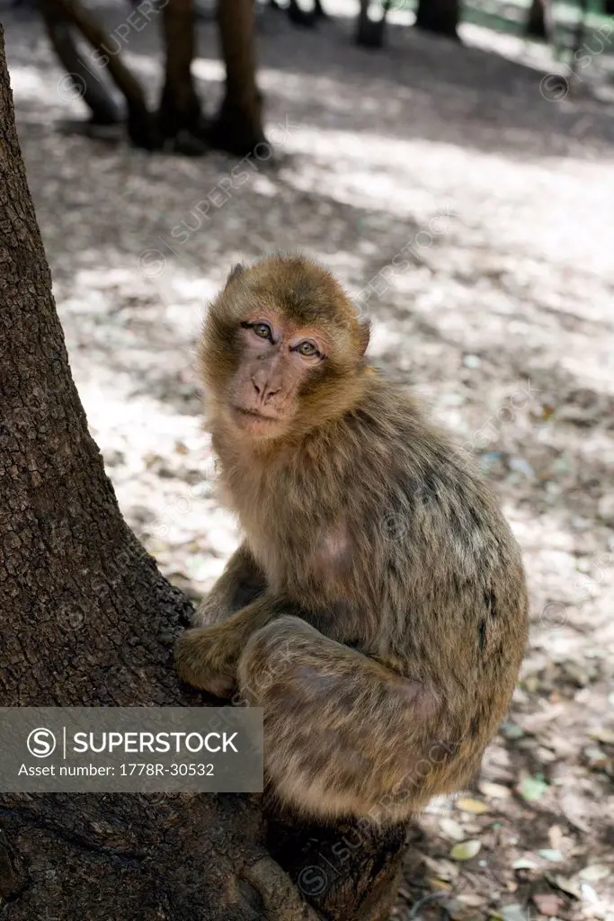 A Barbary macaque monkey, an endangered species, sits on a tree in the Ifrane National Park in the Middle Atlas Mountains near Ifrane, Morocco.