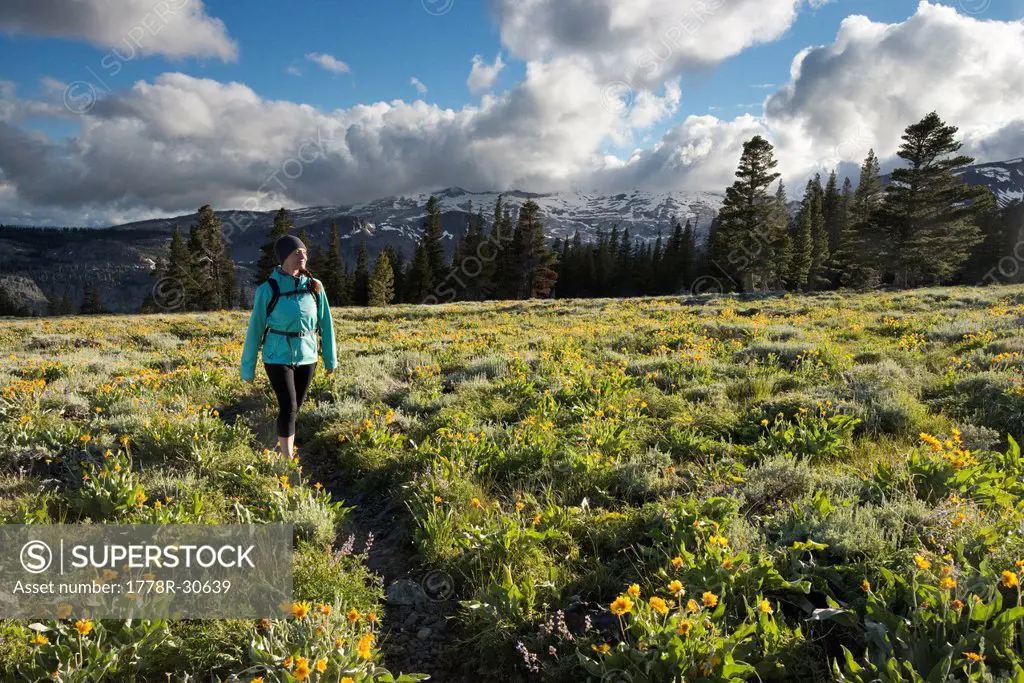 A woman hikes through a field of wildflowers in Desolation Wilderness with the Crystal Range in the background near South Lake Tahoe, CA.
