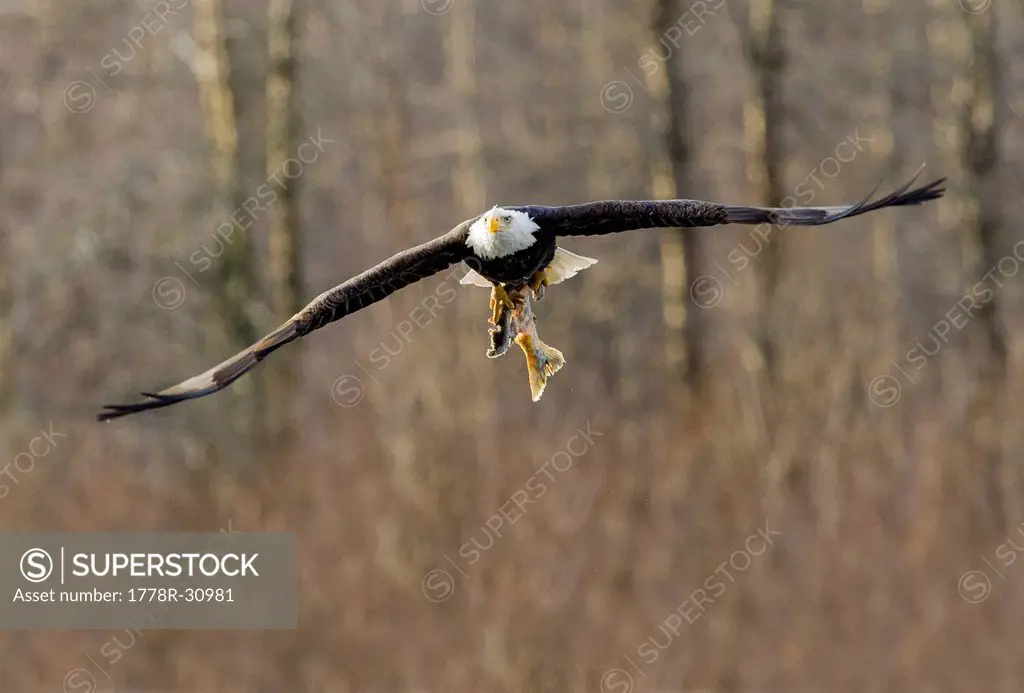 Bald Eagle (Haliaeetus leucocephalus)