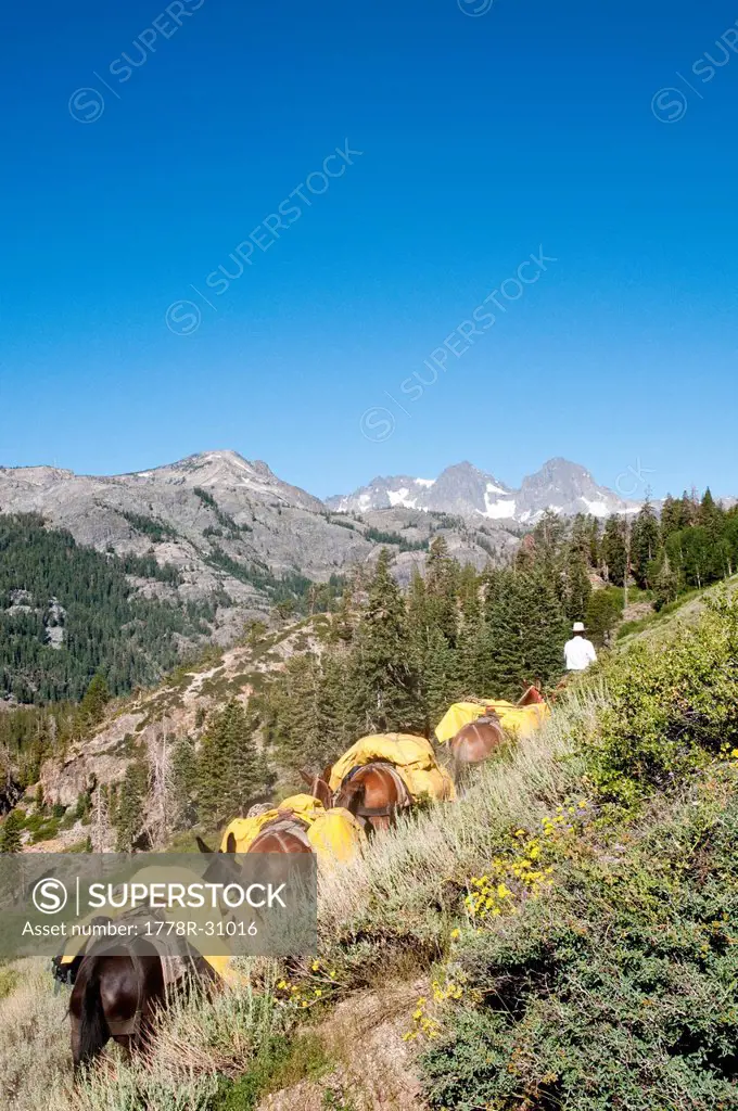 Pack Train heading into High Sierra from Reds Meadow