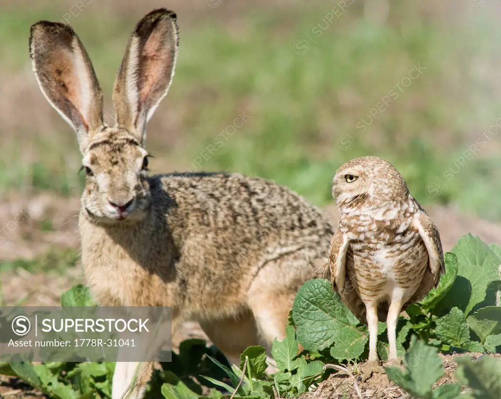 Burrowing Owl (Athene cunicularia) and Jackrabbit (Lepus californicus)