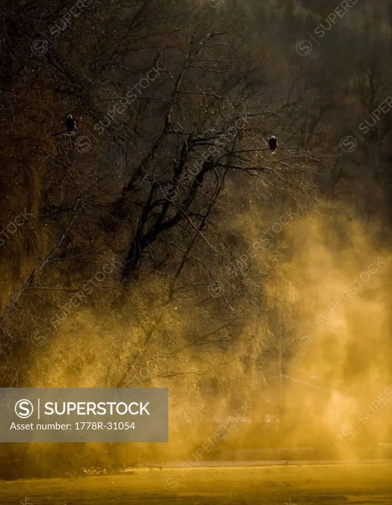 Bald Eagle (Haliaeetus leucocephalus) in glowing mist