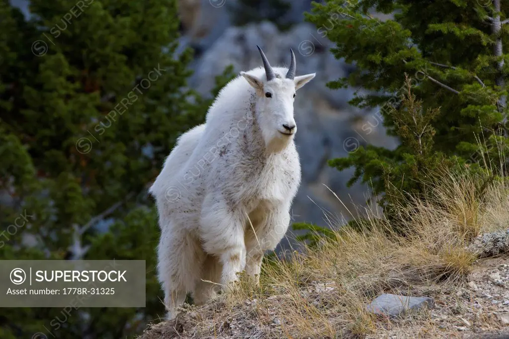 A mountain goat stands on a grassy ridge with cliffs in the background in the Big Belt Mountains of Montana.