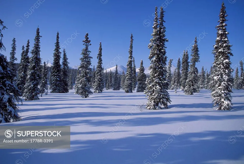 Alaskan winter landscape.