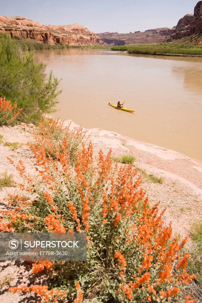 Sea kayaking on the Colorado River.