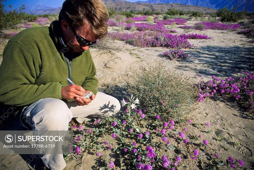 A man wearing sunglasses writes notes on a desert flower Abronia Angustifolia in Anza Borrego Desert State Park, California.