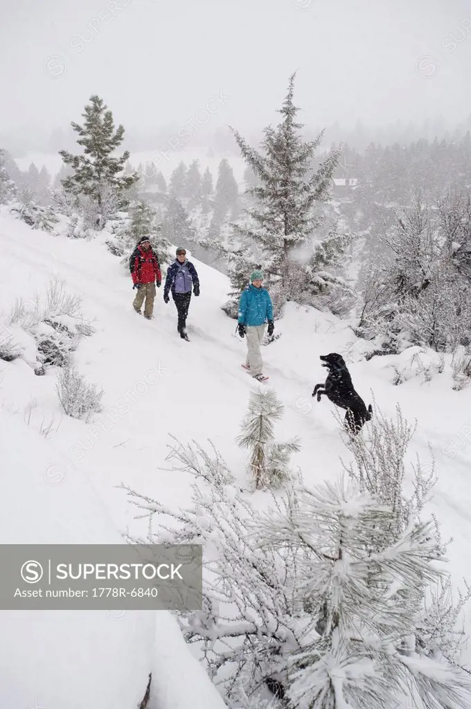 High angle view of three adults and one dog walking on a trail in the snow in Bend, Oregon.