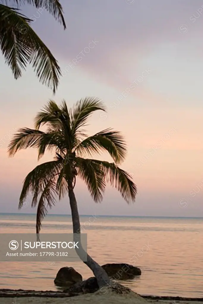Palm tree at the beach, Islamorada, Florida