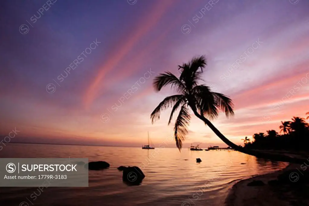 Palm tree at the beach, Islamorada, Florida