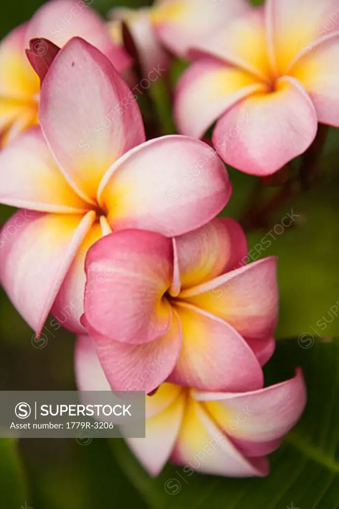 Close up of tropical flowers