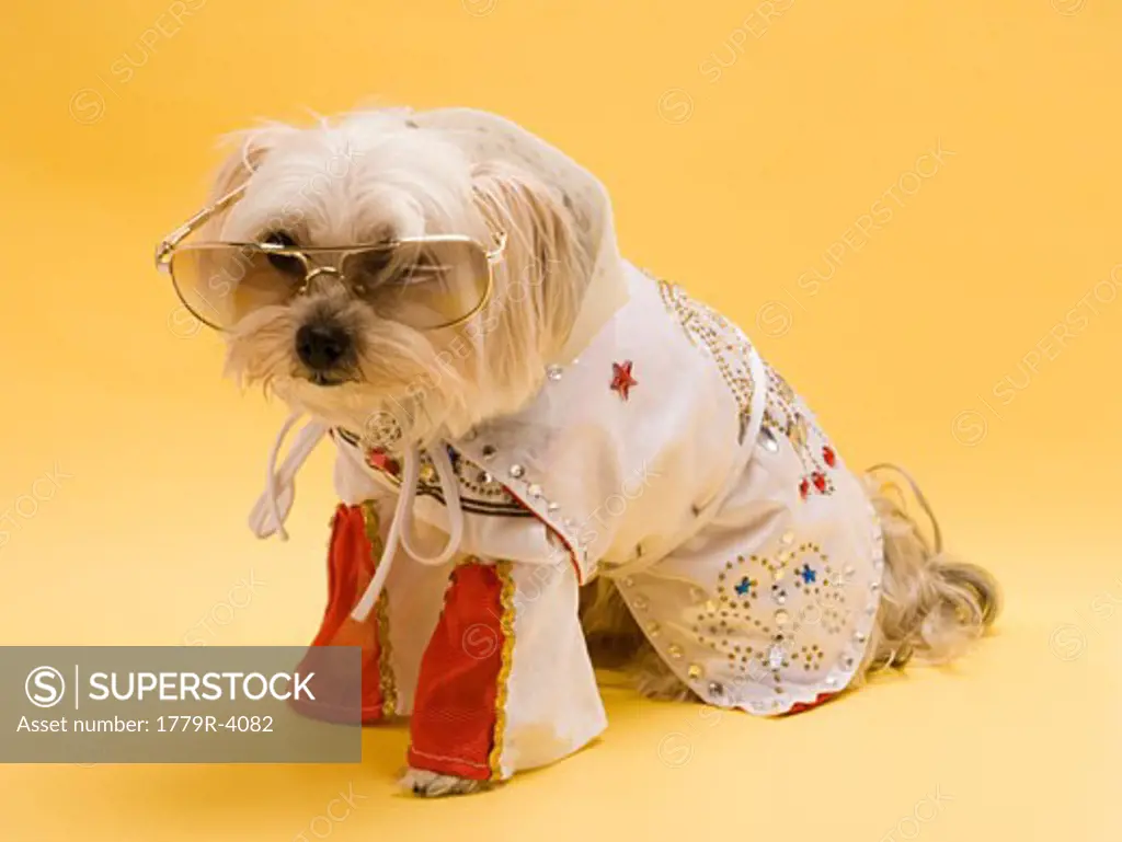 Small dog wearing costume