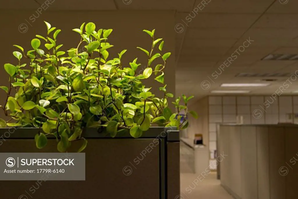 Plant in office