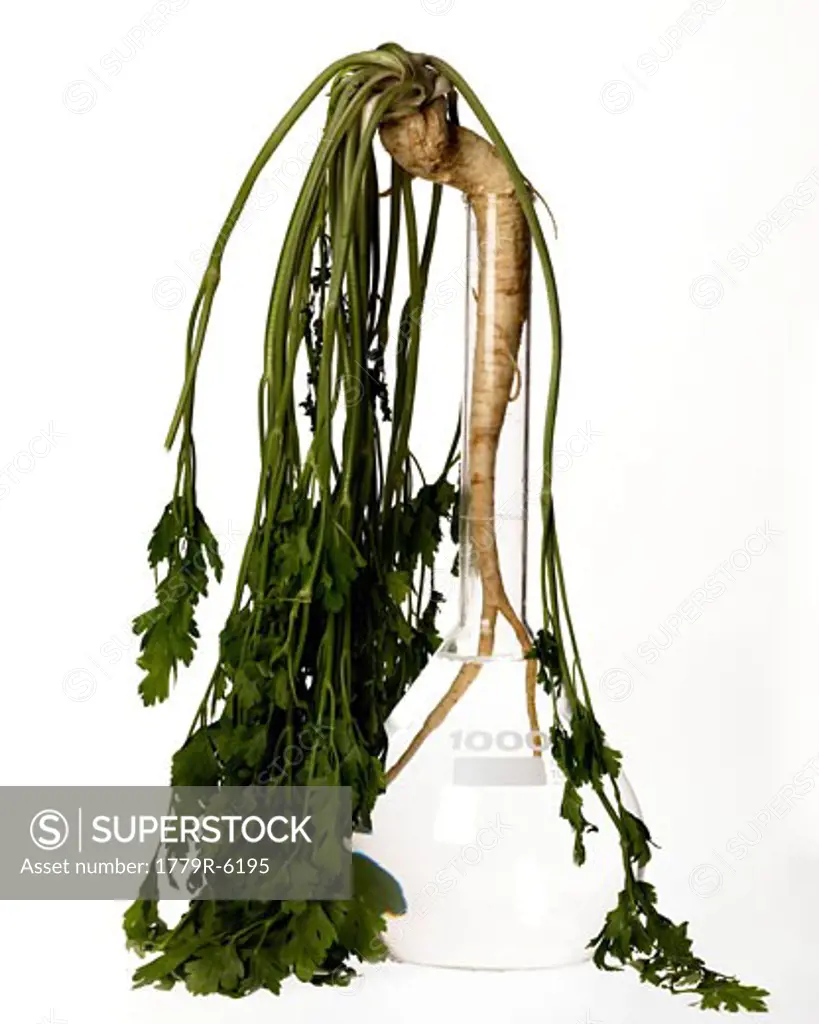 Wilted plant in beaker