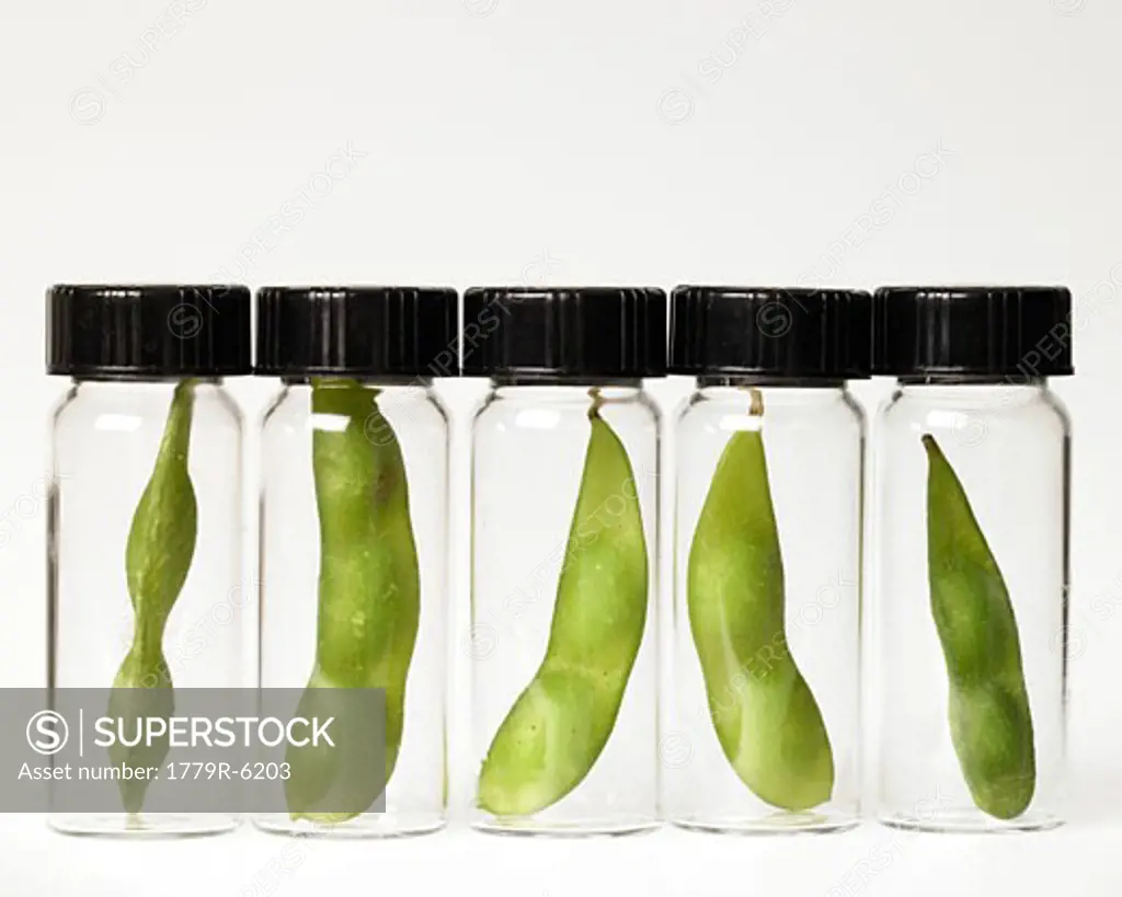 Green beans in laboratory glassware