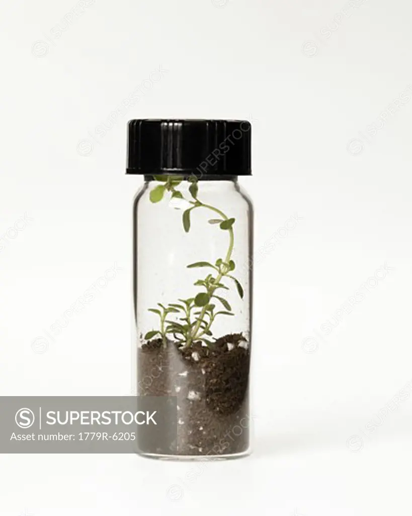 Seedling growing in laboratory glassware