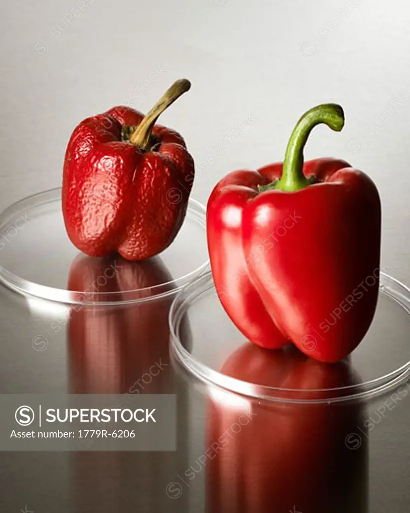 Red bell peppers on petri dishes