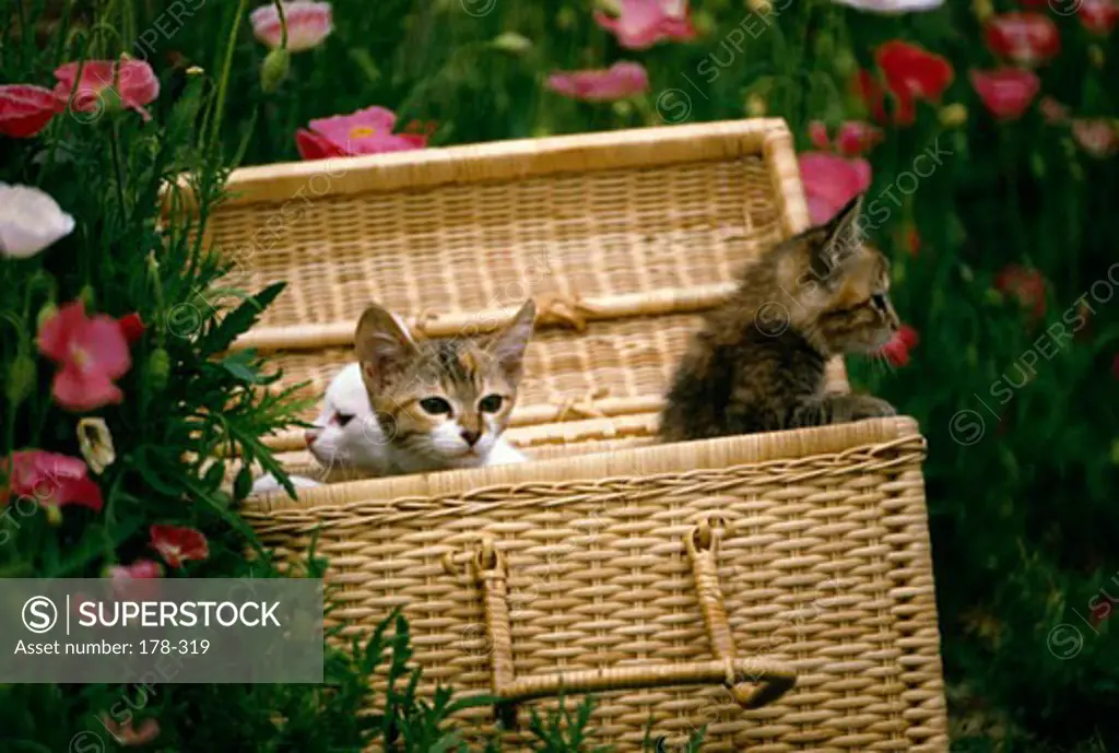 Three kittens sitting in basket in garden