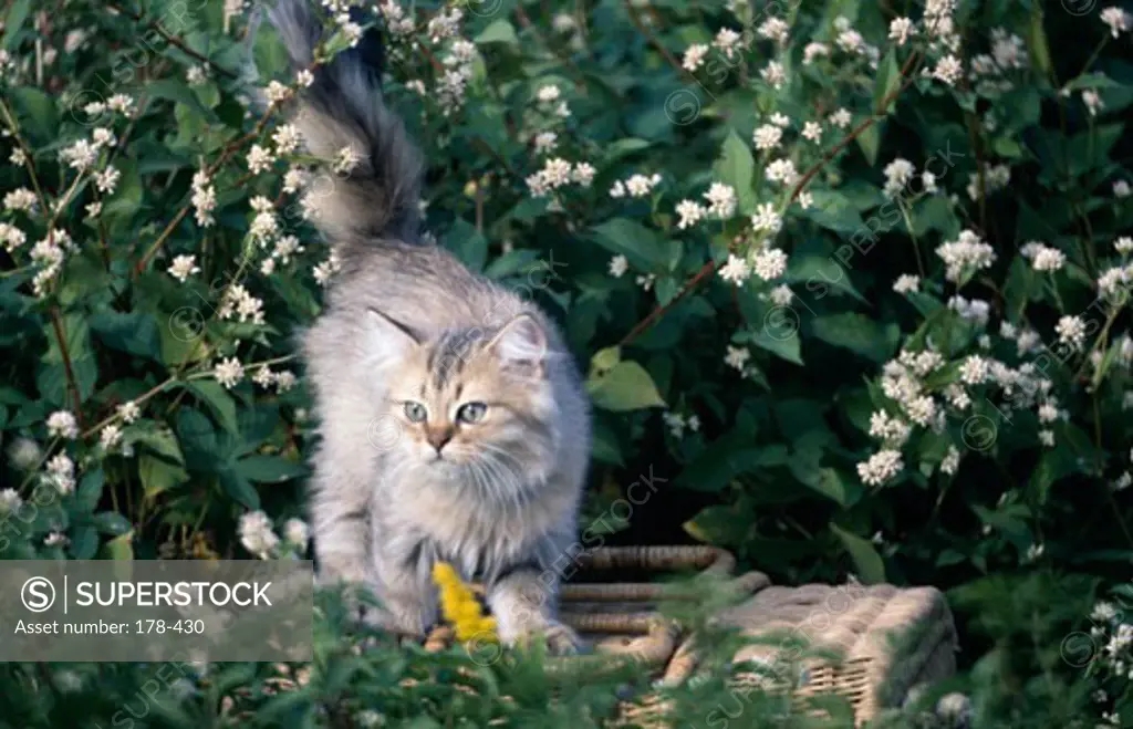 Persian Cat walking in garden
