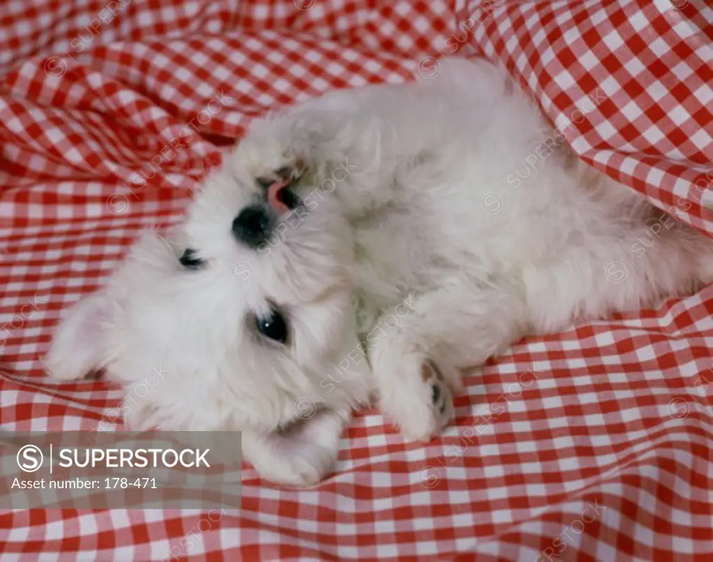 High angle view of a puppy lying on the bed