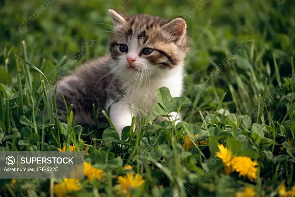 Kitten sitting in grass and looking away
