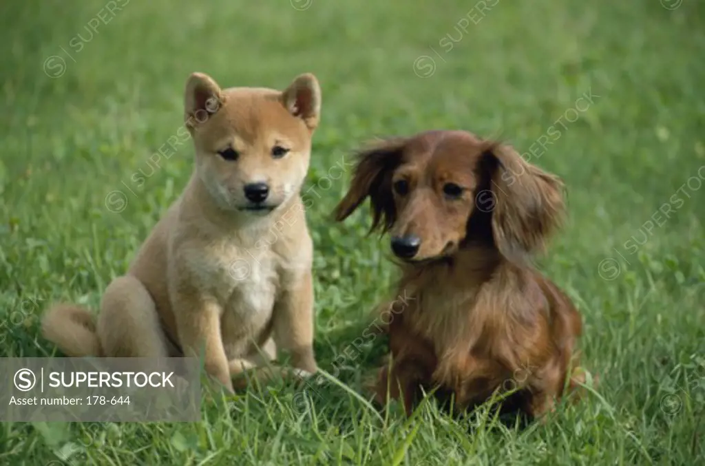 Close-up of two puppies sitting on the grass