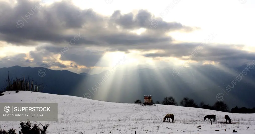 Horses grazing in field in Himalayas at sunset, Paro Valley, Bhutan.