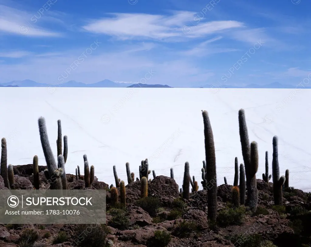 Uyuni salt flat and cacti, Bolivia
