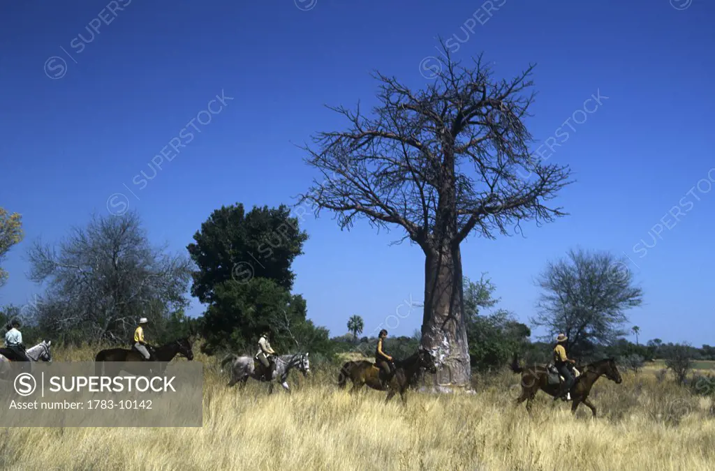 Horse safari, riding through grassland past baobab tree and wooded island, Okavango Delta, Botswana.